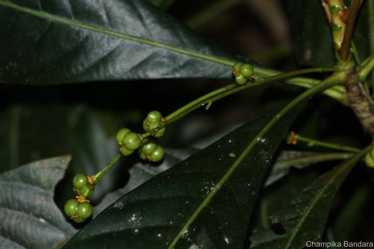 Agrostistachys borneensis Becc.